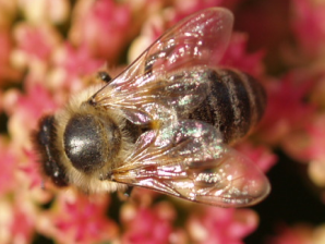 Image of a Honey Bee