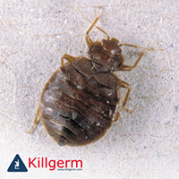 Image of a bedbug