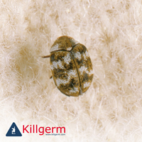 image of a carpet beetle