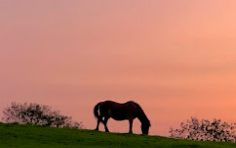 Warrens Hall Riding School