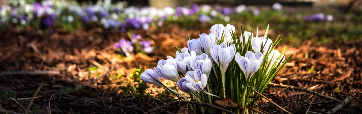 : Image of purple crocuses against a background of autumn leaves