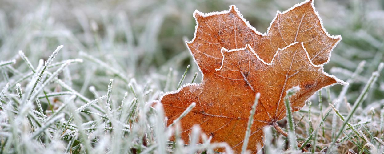 Frosty grass and leaves 