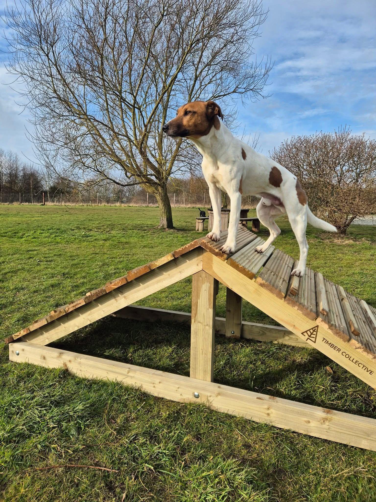 Brand-new agility equipment.in Sandwell Valley’s Dog Park