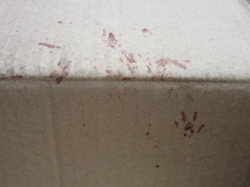 Cardboard box with red stained rat feet prints