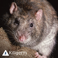 Image of a rat