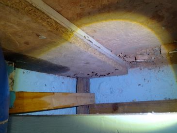 Rat droppings in food storage area