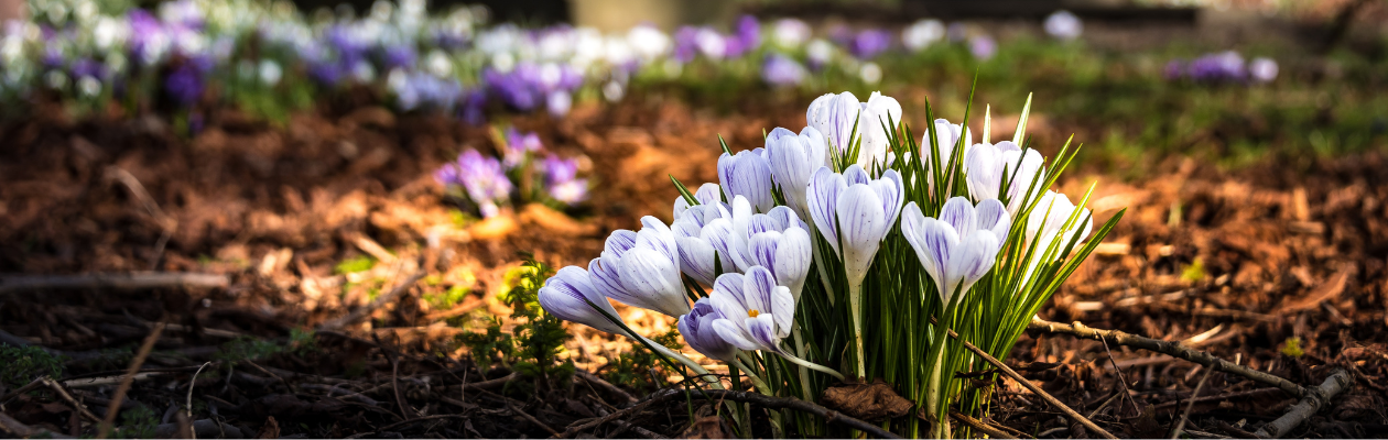 Image of flowers in a cemetery