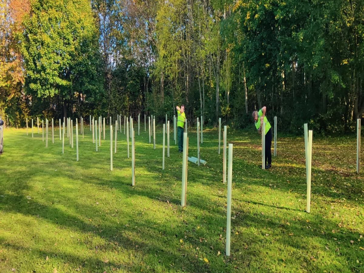 Tree planting1